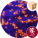 Sand - UV Response - Orange - Coarse